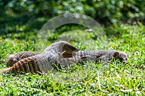 Banded Mongoose -Mungos mungo- being caring an playful