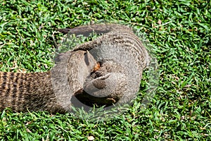 Banded Mongoose -Mungos mungo- being caring an playful