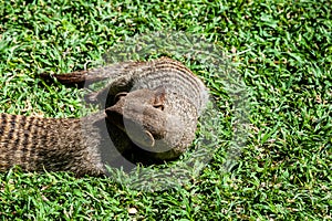 Banded Mongoose -Mungos mungo- being caring an playful