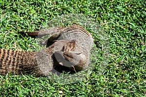 Banded Mongoose -Mungos mungo- being caring an playful