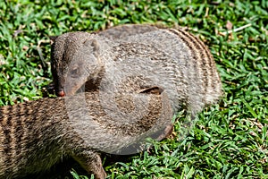 Banded Mongoose -Mungos mungo- being caring an playful
