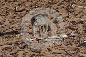 Banded Mongoose - Mungos mungo - Botswana