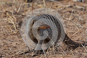 Banded Mongoose - Mungos mungo - Botswana