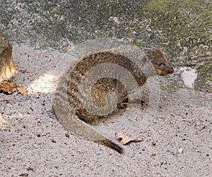 Banded mongoose Mungos mungo colonus