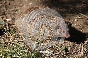 Banded mongoose (Mungos mungo colonus).