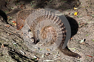 Banded mongoose (Mungos mungo colonus).