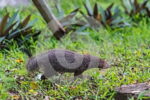 Banded mongoose Mungos mungo colonus. Wild life animal.