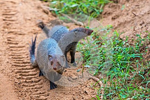 Banded mongoose Mungos mungo colonus. Wild life animal. Yala,