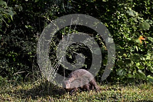 Banded mongoose (Mungos mungo colonus). Wild life animal. Yala, Sri Lanka.