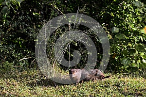 Banded mongoose (Mungos mungo colonus). Wild life animal. Yala, Sri Lanka.