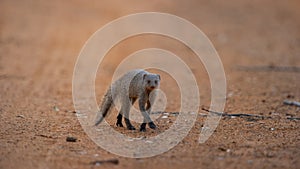 Banded mongoose ( Mungos mungo) Marakele National Park, South Africa