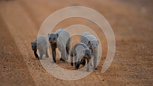 Banded mongoose ( Mungos mungo) Marakele National Park, South Africa