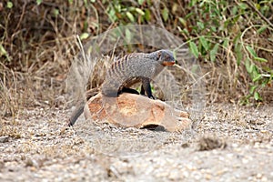 The banded mongoose Mungos mungo marking the stone