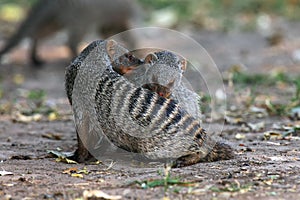 The banded mongoose Mungos mungo, pair clean each other.In the background another mongoose