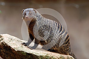 Banded mongoose photo