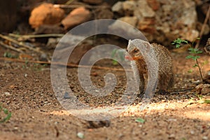 The banded mongoose Mungos mungo running on the green grass in the trees shade