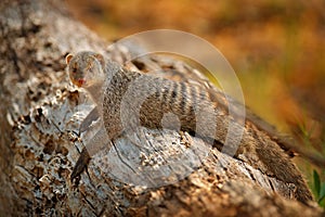 Banded mongoose, Mungos mungo, sitting tree trunk green vegetation. Wildlife from Africa. Cute mammal with long tail, Okavango