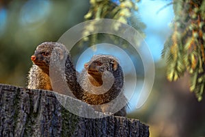 Banded mongoose, Mungos mungo, sitting tree trunk green vegetation. Wildlife from Africa. Cute mammal with long tail, Okavango