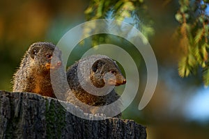 Banded mongoose, Mungos mungo, sitting tree trunk green vegetation. Wildlife from Africa. Cute mammal with long tail, Okavango