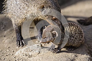 Banded mongoose mungos mungo turning its head and looking backwards