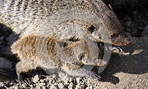 Banded mongoose mungos mungo turning its head and looking backwards