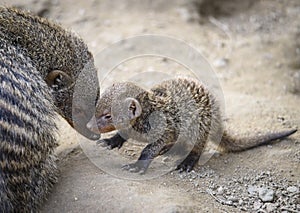 Banded mongoose mungos mungo turning its head and looking backwards