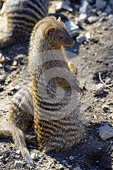 Banded mongoose mungos mungo turning its head and looking backwards