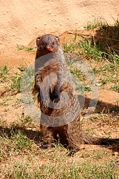 Banded mongoose, Mungos mungo, are very curious