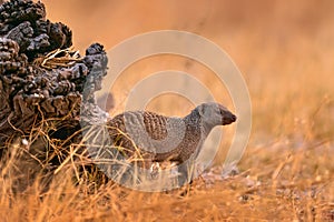 Banded mongoose, Mungos mungo, walking through sand and grass. Savuti, Chobe National Park, Botswana. Mongoose, msal mammal from