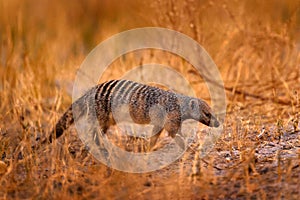 Banded mongoose, Mungos mungo, walking through sand and grass. Savuti, Chobe National Park, Botswana. Mongoose, msal mammal from