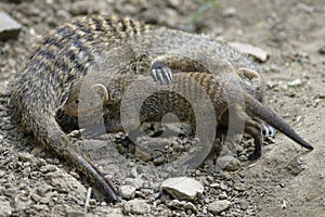 Banded mongoose Mungos mungo in ZOO in Pilsen