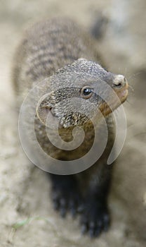 Banded mongoose Mungos mungo in ZOO in Pilsen