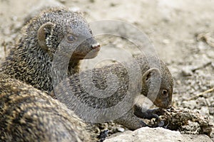 Banded mongoose Mungos mungo in ZOO in Pilsen