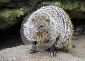 Banded mongoose Mungos mungo , ZOO in Pilsen, Czech Republic