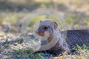 Banded mongoose, Namibia Africa, Safari wildlife