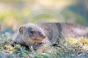 Banded mongoose, Namibia Africa, Safari wildlife