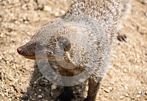 Banded Mongoose Portrait