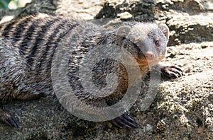 Banded Mongoose portrait