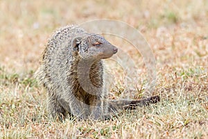 Banded Mongoose Portrait