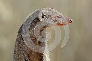 Banded mongoose portrait