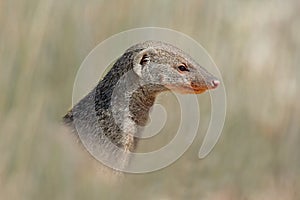 Banded mongoose portrait - Etosha National Park