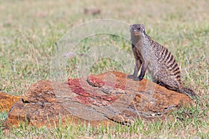 Banded Mongoose Posing On A Rock