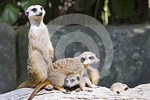 Banded mongoose pride