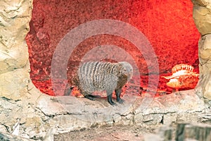 Banded mongoose on a rock in the zoo. Mungos Mungo
