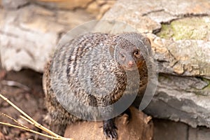 Banded mongoose on a rock in the zoo. Mungos Mungo