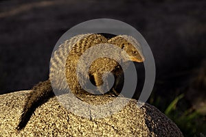 Banded mongoose, Serengeti