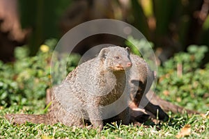 Banded mongoose sitting in grass