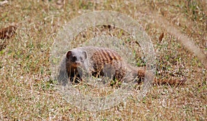 Banded Mongoose in South Luangwa National Park, Zambia