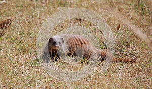Banded Mongoose in South Luangwa National Park, Zambia photo