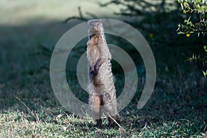 Banded Mongoose Standing On Hind Legs